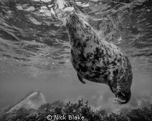 A chilled out Grey Seal at Lundy Island by Nick Blake 